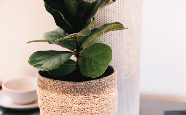 Fiddle Leaf Fig