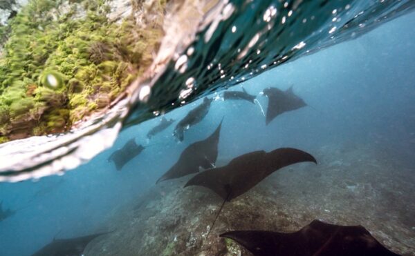 Manta Point Labuan Bajo