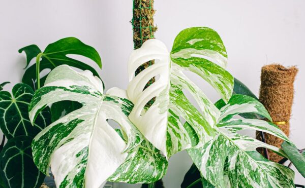 Tanaman Hias Monstera Variegata