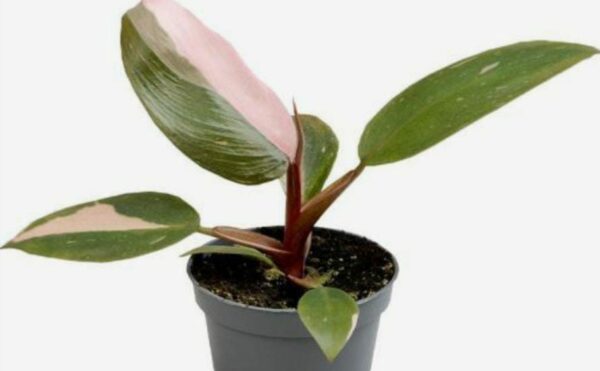 Philodendron Pink Princess