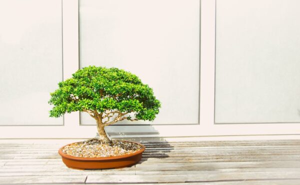 Tanaman Hias Bonsai