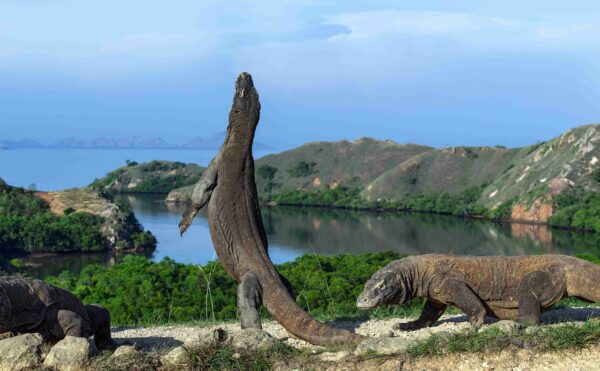 Pulau Komodo