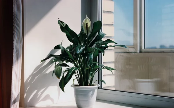 Tanaman Kamar Peace Lily