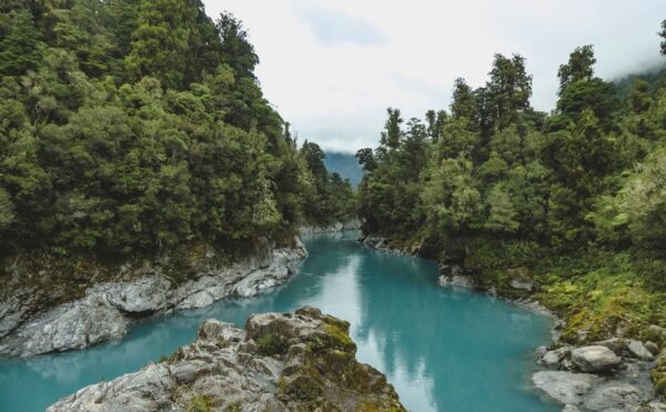 Hutan alam negara Selandia Baru yang bebas ular