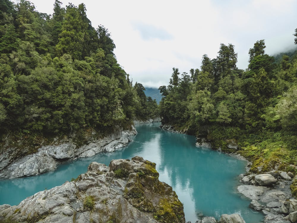 Hutan alam negara Selandia Baru yang bebas ular