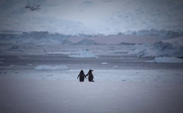 Penguin, Keajaiban Benua Antartika