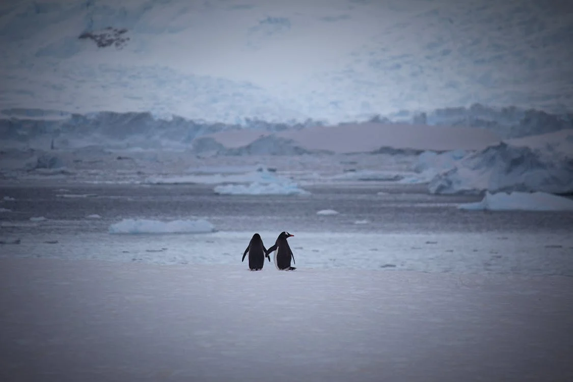 Penguin, Keajaiban Benua Antartika