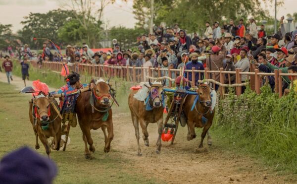 Lomba Karapan Sapi di Madura