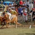 Karapan Sapi Madura