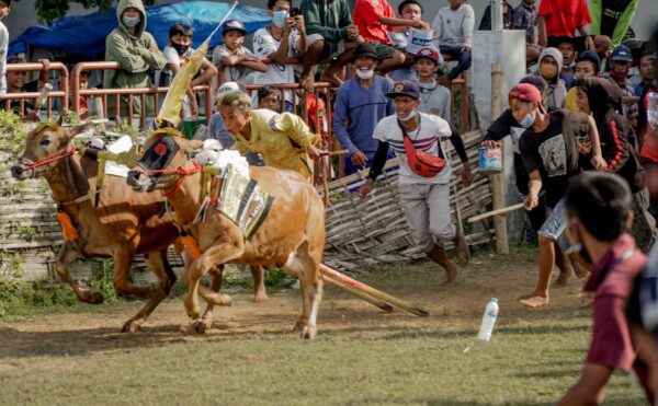 Karapan Sapi Madura