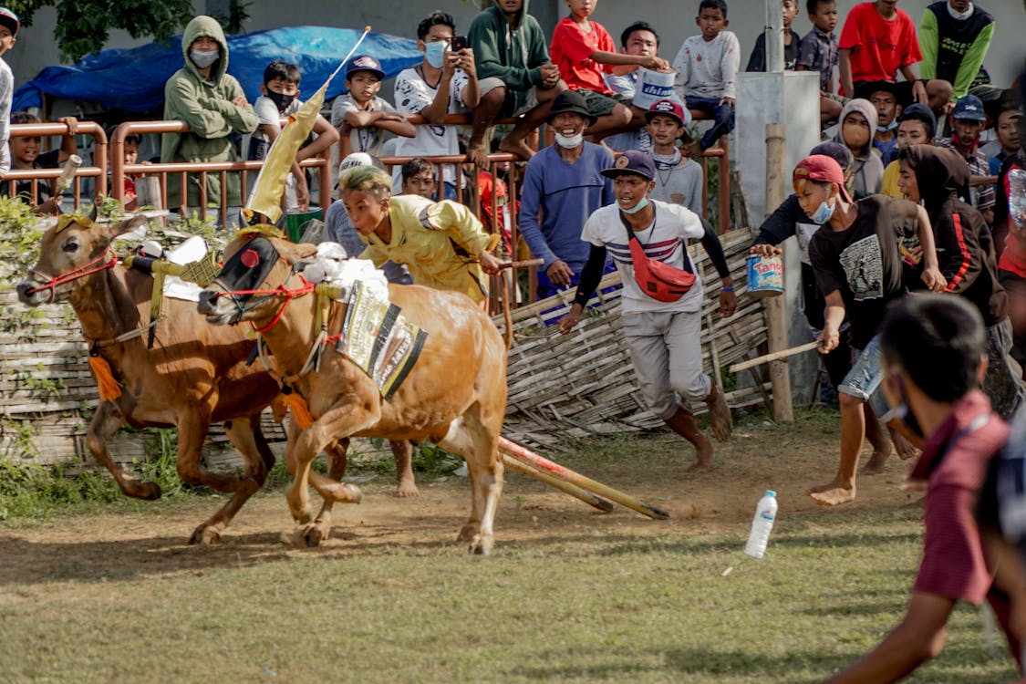 Karapan Sapi Madura