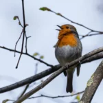 Burung Berkicau dengan Nada Yang Sama