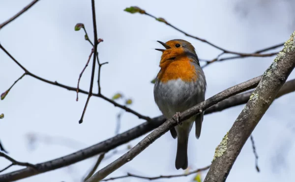 Burung Berkicau dengan Nada Yang Sama