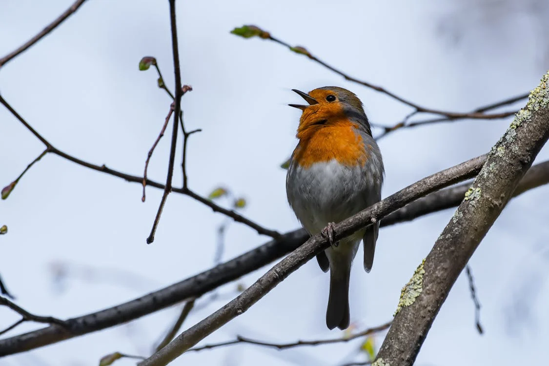 Burung Berkicau dengan Nada Yang Sama