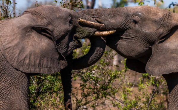 Gajah Memiliki Memori super kuat