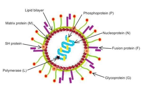 Virus HMPV