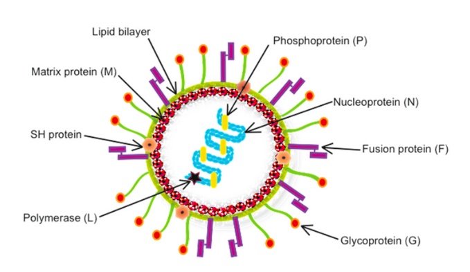 Virus HMPV