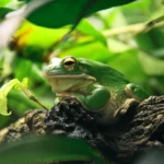 Katak dapat berubah warna kulit