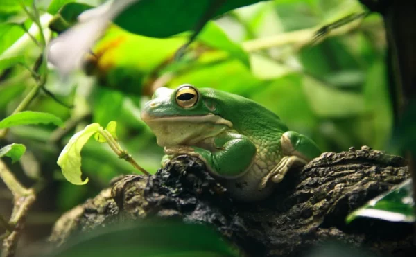 Katak dapat berubah warna kulit