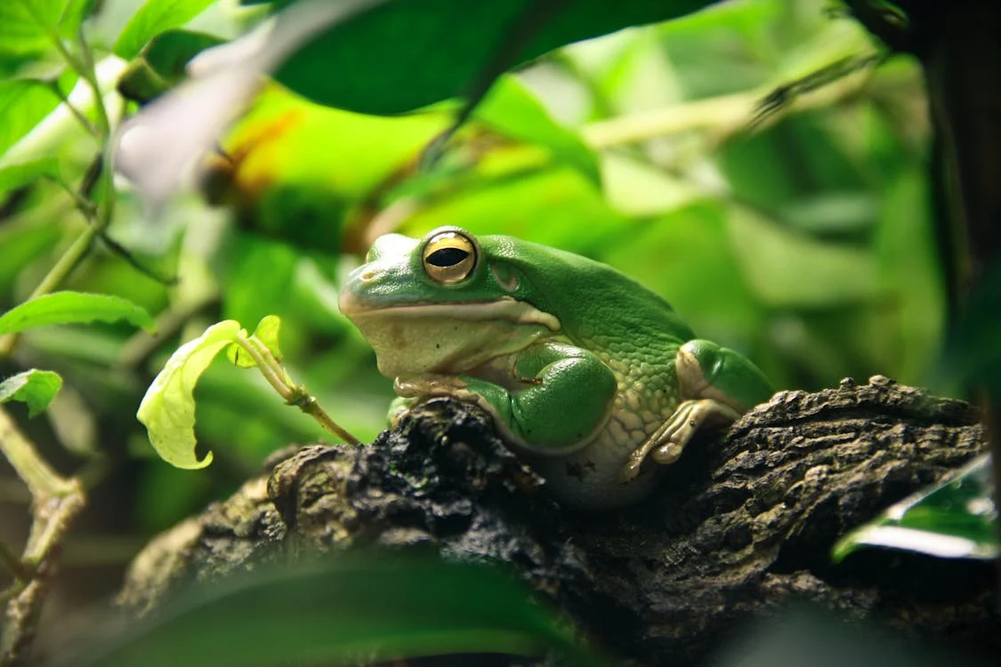 Katak dapat berubah warna kulit