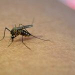 Virus Zika Atau nyamuk Aedes