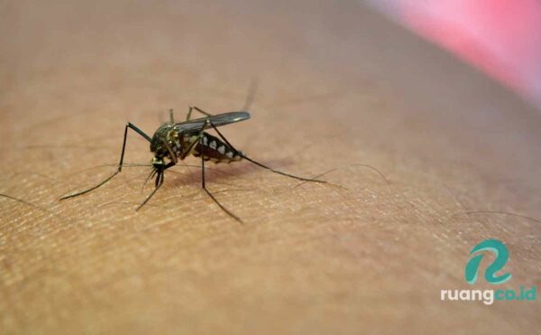 Virus Zika Atau nyamuk Aedes