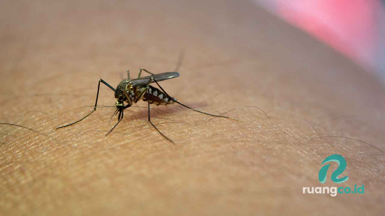 Virus Zika Atau nyamuk Aedes