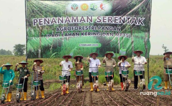 Perhutani Divre Jatim tanam padi gogo