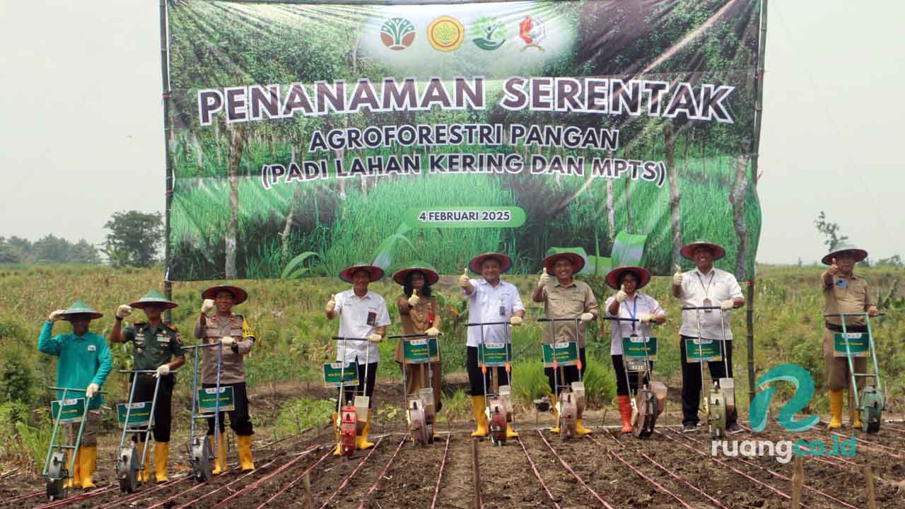 Perhutani Divre Jatim tanam padi gogo