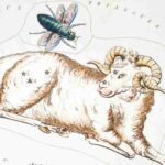 Keunikan zodiak Aries