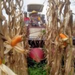 Panen Raya Jagung Sidoarjo