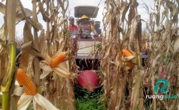 Panen Raya Jagung Sidoarjo