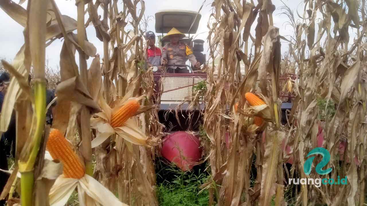 Panen Raya Jagung Sidoarjo