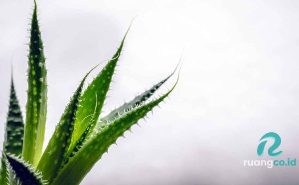 tanaman hias tahan lama