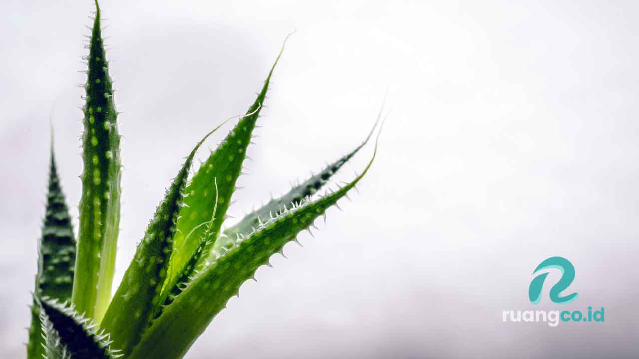 tanaman hias tahan lama