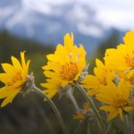 manfaat arnika untuk rambut