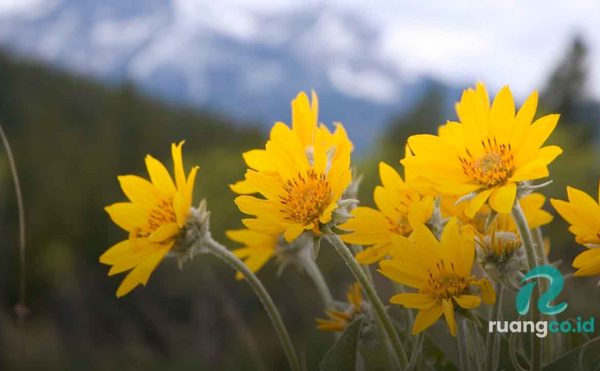 manfaat arnika untuk rambut