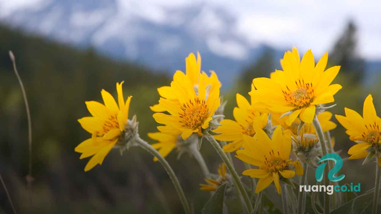 manfaat arnika untuk rambut