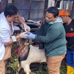 Pemeriksaan hewan kurban Surabaya