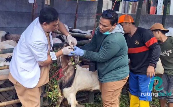 Pemeriksaan hewan kurban Surabaya