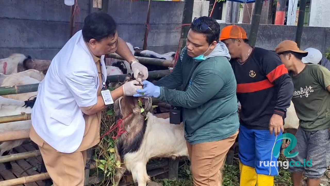 Pemeriksaan hewan kurban Surabaya