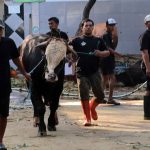 Pengawasan hewan kurban Surabaya