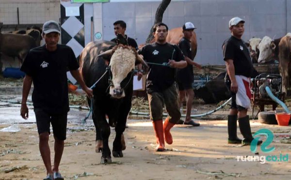 Pengawasan hewan kurban Surabaya