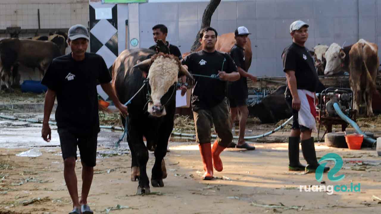 Pengawasan hewan kurban Surabaya