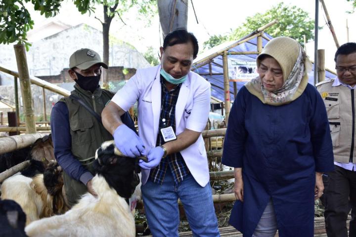 Kurban sehat Idul Adha