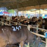 Sapi qurban sehat di kandang menjelang Idul Adha. (c) Istimewa