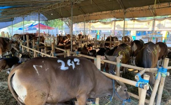 Sapi qurban sehat di kandang menjelang Idul Adha. (c) Istimewa