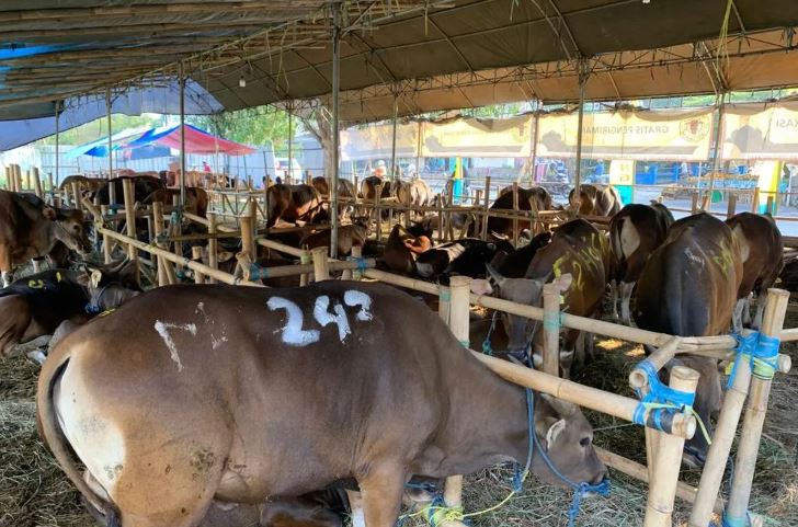 Sapi qurban sehat di kandang menjelang Idul Adha. (c) Istimewa