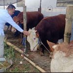 Cak YeBe Bagikan 4000 Paket Daging Kurban di Surabaya