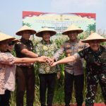 Bantuan 300 Ton Benih Jagung